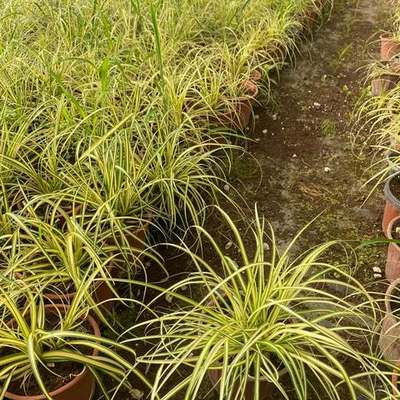 Ornamental Grasses 14