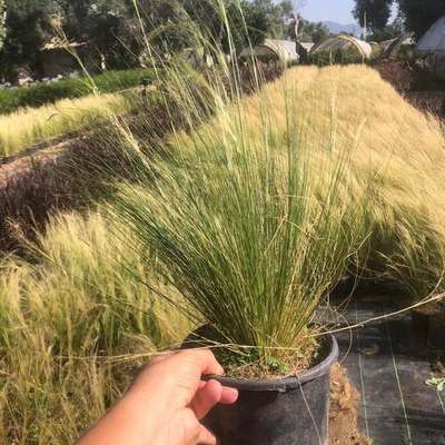 Ornamental Grasses 15