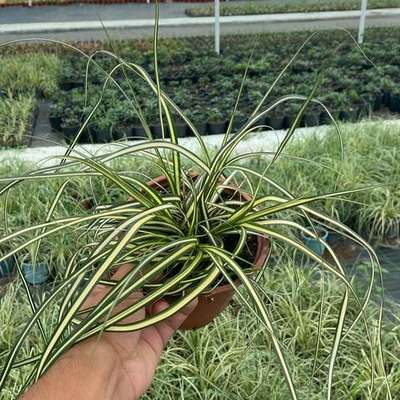 Ornamental Grasses 16