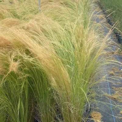 Ornamental Grasses 17