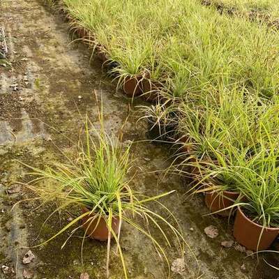 Ornamental Grasses 18