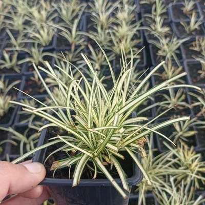Ornamental Grasses 19