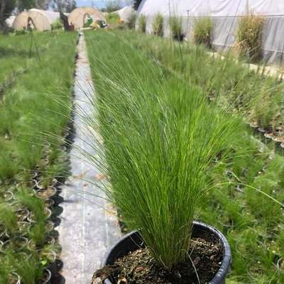 Ornamental Grasses 20