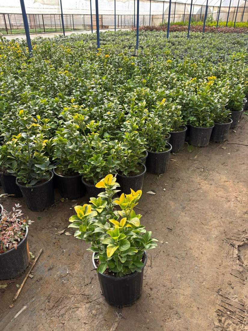 Japanese Spindle (Euonymus japonicus) (Euonymus japonicus 'Aureus', 'Bravo', 'Microphyllus')