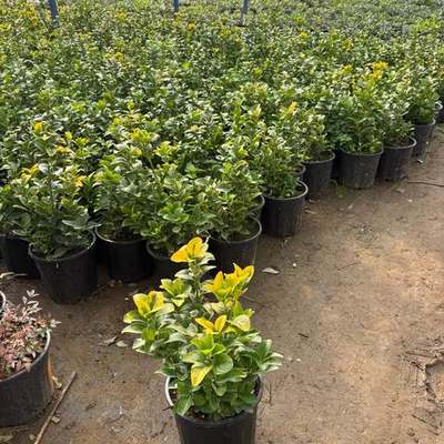 Japanese Spindle (Euonymus japonicus) (Euonymus japonicus 'Aureus', 'Bravo', 'Microphyllus')