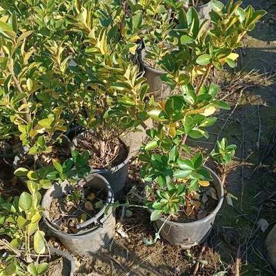 Japanese Spindle (Euonymus japonicus) 2