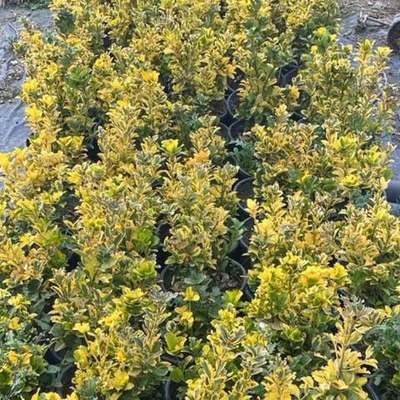 Japanese Spindle (Euonymus japonicus) 3