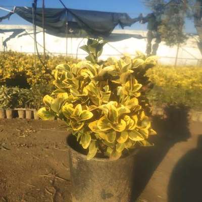 Japanese Spindle (Euonymus japonicus) 4