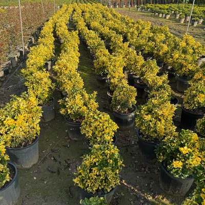 Japanese Spindle (Euonymus japonicus) 6