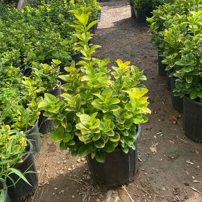 Japanese Spindle (Euonymus japonicus) 8
