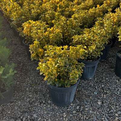 Japanese Spindle (Euonymus japonicus) 9