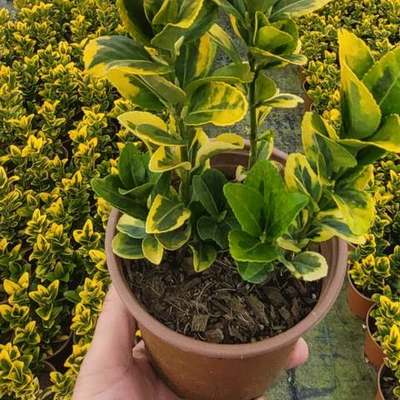 Japanese Spindle (Euonymus japonicus) 10