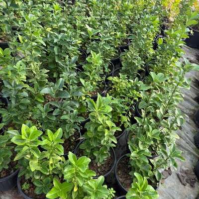 Japanese Spindle (Euonymus japonicus) 11