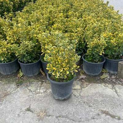 Japanese Spindle (Euonymus japonicus) 12