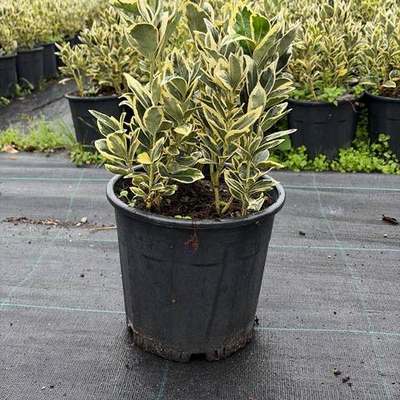 Japanese Spindle (Euonymus japonicus) 14