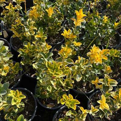 Japanese Spindle (Euonymus japonicus) 16