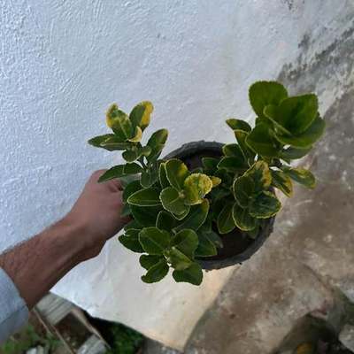 Japanese Spindle (Euonymus japonicus) 19