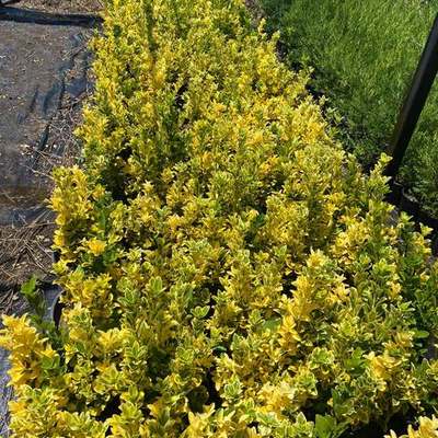 Japanese Spindle (Euonymus japonicus) 20