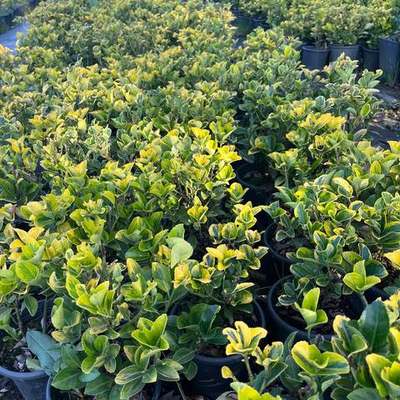 Japanese Spindle (Euonymus japonicus) 21