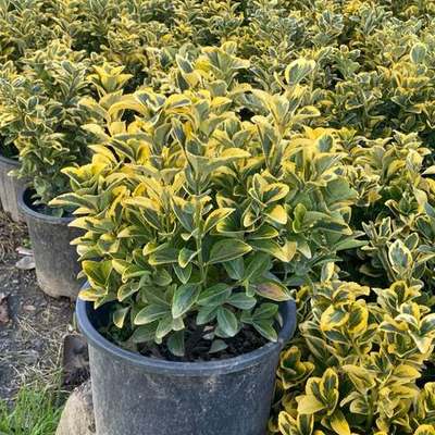 Japanese Spindle (Euonymus japonicus) 22