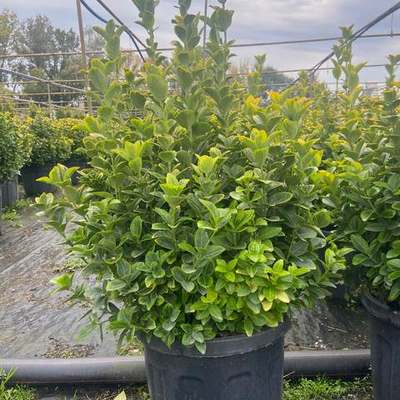 Japanese Spindle (Euonymus japonicus) 24