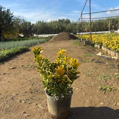 Japanese Spindle (Euonymus japonicus) 25