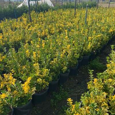 Japanese Spindle (Euonymus japonicus) 26
