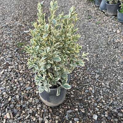Japanese Spindle (Euonymus japonicus) 28