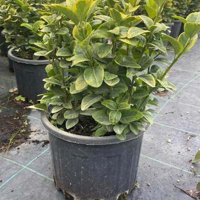 Japanese Spindle (Euonymus japonicus) 29