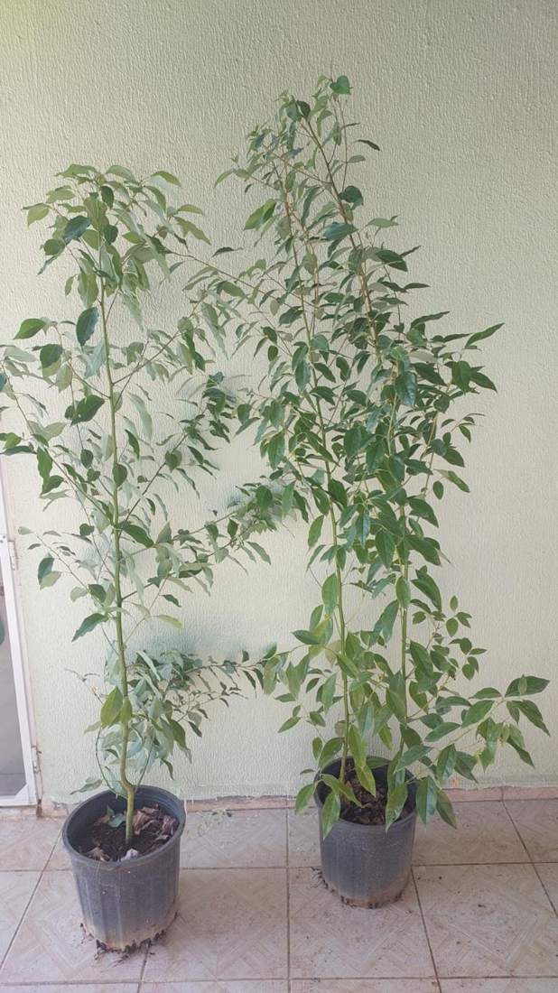 Camphor Tree (Cinnamomum camphora)