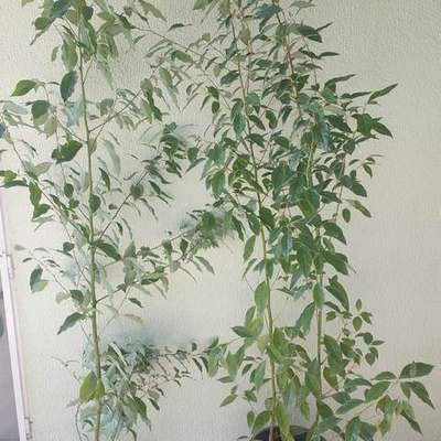 Camphor Tree (Cinnamomum camphora)