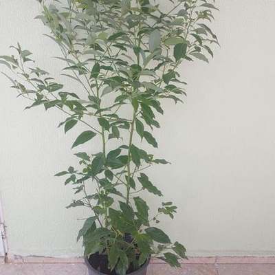 Camphor Tree 3