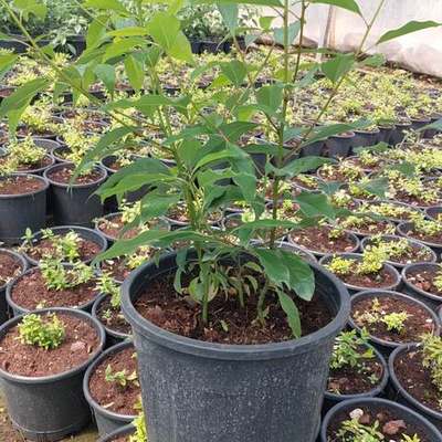 Camphor Tree 4