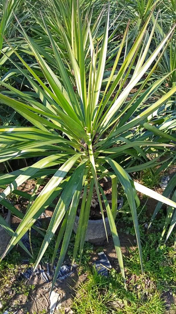 Yucca (Yucca elephantipes, Y. rostrata)