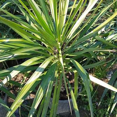 Yucca (Yucca elephantipes, Y. rostrata)