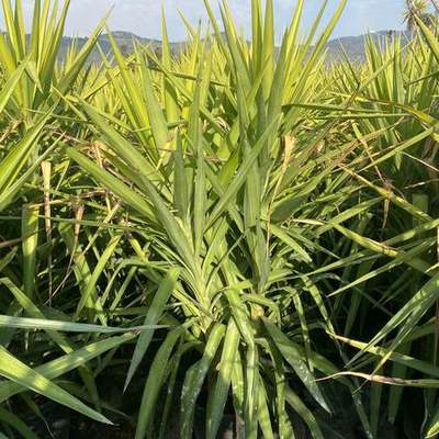 Yucca 2