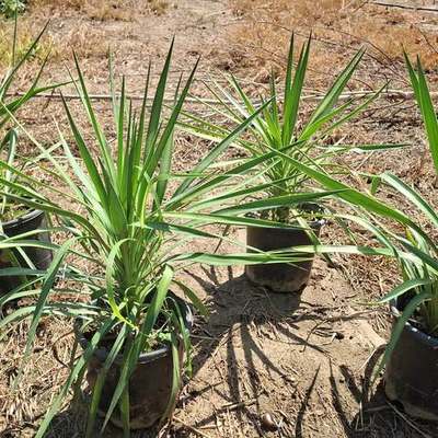 Yucca 3