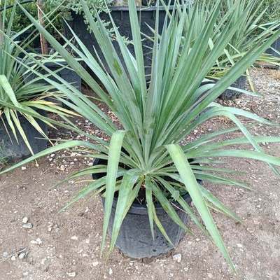 Yucca 4
