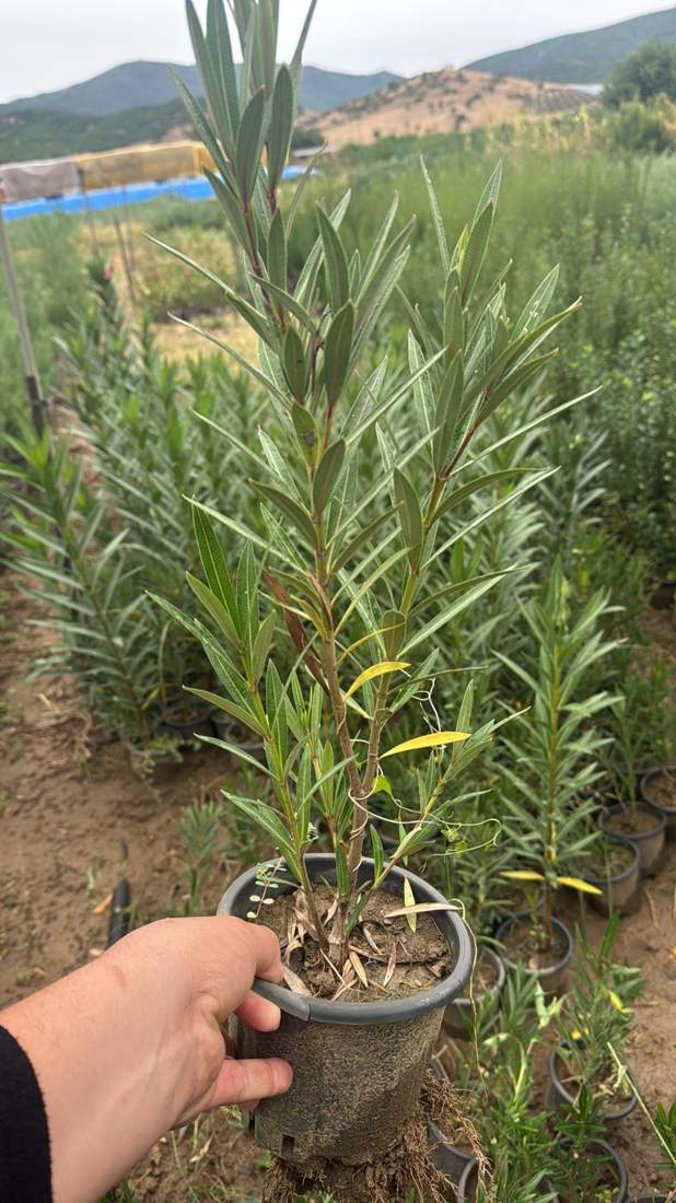 Oleander (Nerium oleander)