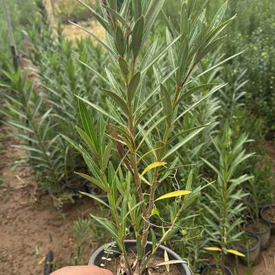 Oleander (Nerium oleander)