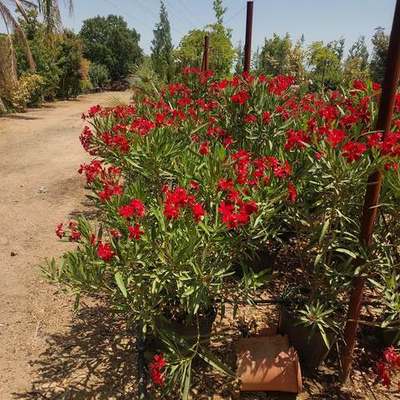 Oleander 2