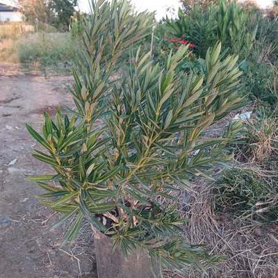 Oleander 3