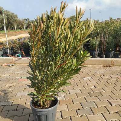 Oleander 5