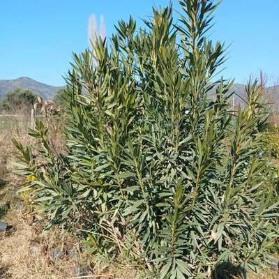 Oleander 6