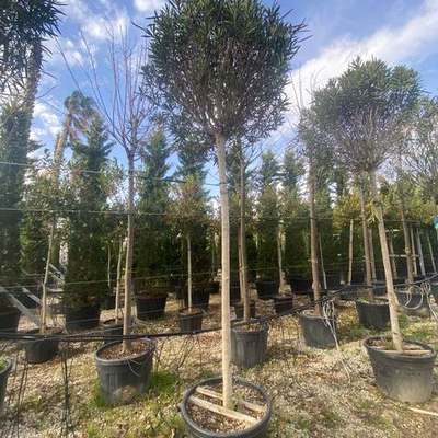 Oleander 7