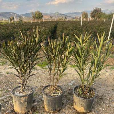 Oleander 8