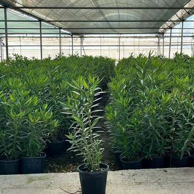 Oleander 11
