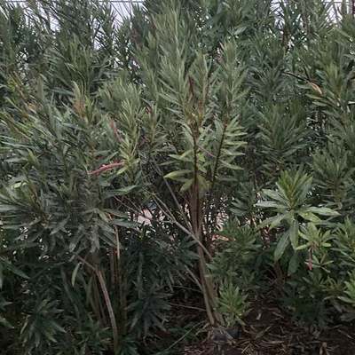 Oleander 12