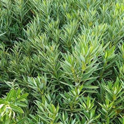 Oleander 13