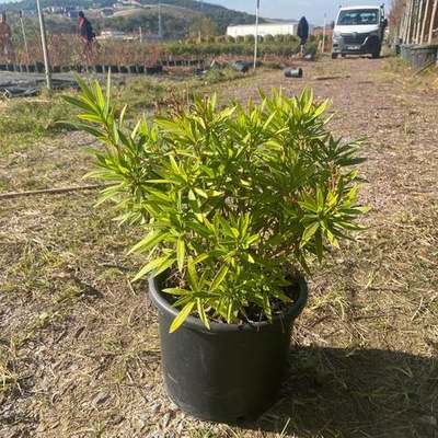 Oleander 14